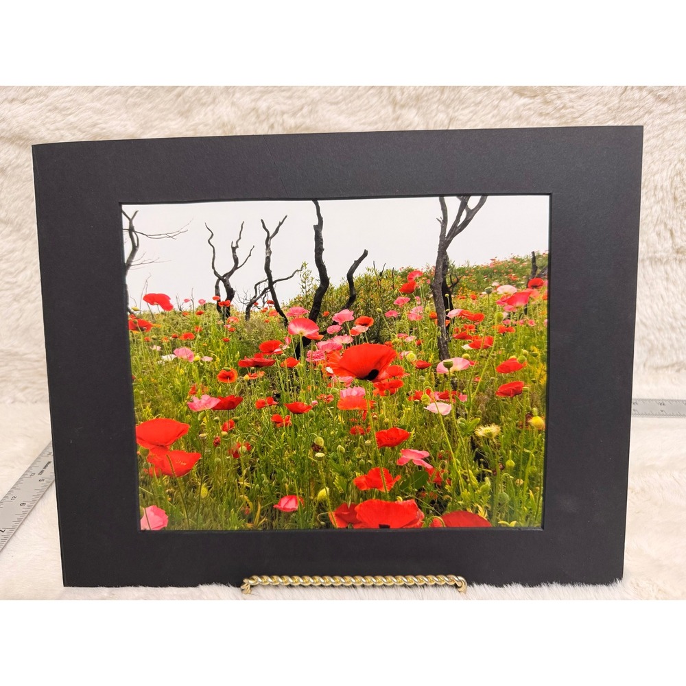 Signed Landscape Photo Art Post Fire Antelope Valley Calif Poppies Matted 11x14